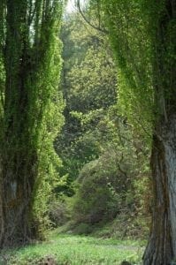 Pappel - Baum der Selbsterkenntnis