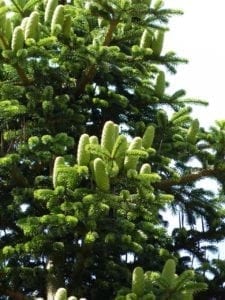 Tanne Zapfen - Baum der Weitsicht