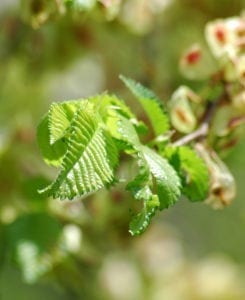 Ulme Blüten - Baum des Erwachens