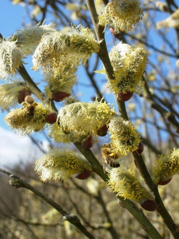 Weide Blüten - Baum der Vitalität