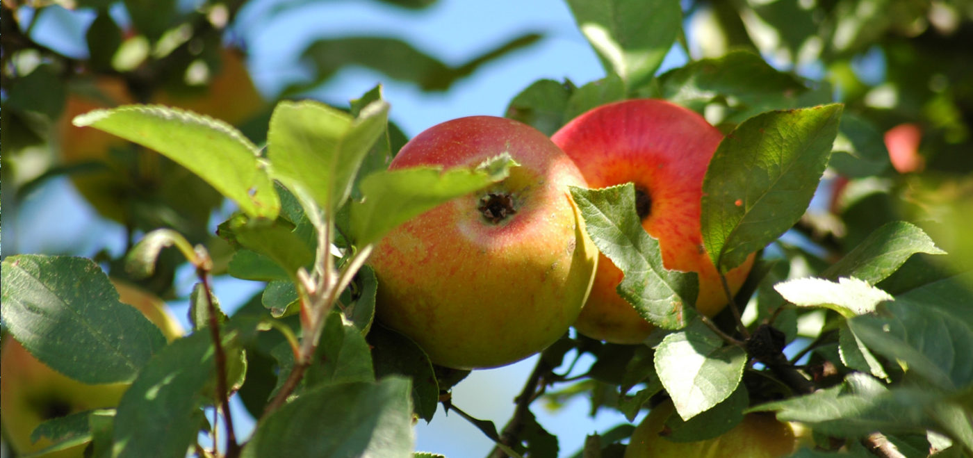 Apfelbaum Paar