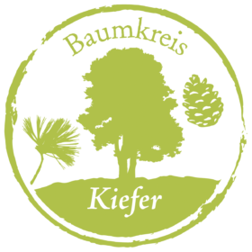 Kiefer Baumkreis Lebensbaum