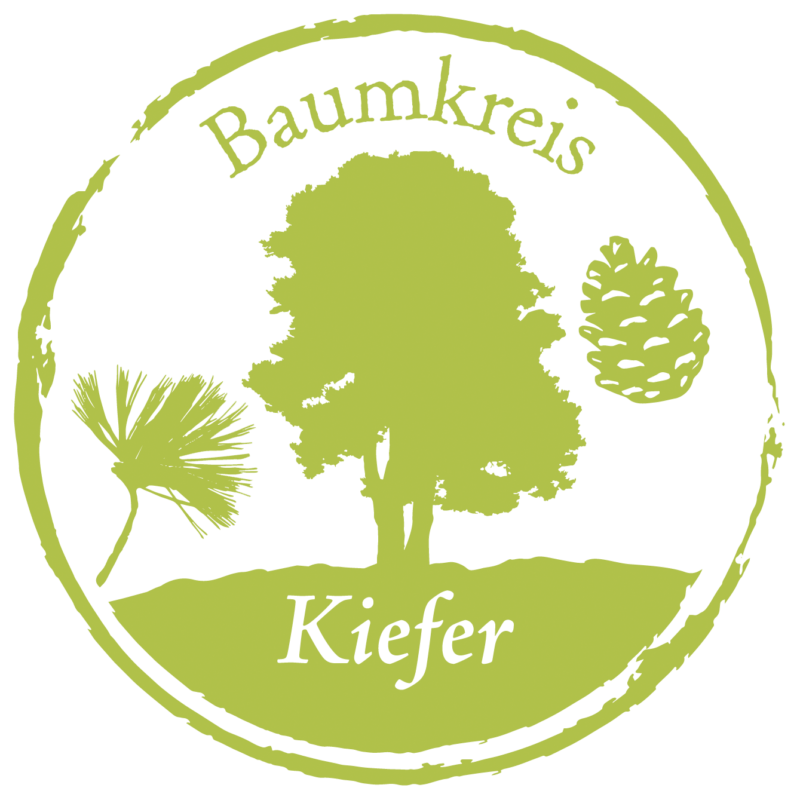 Kiefer Baumkreis Lebensbaum