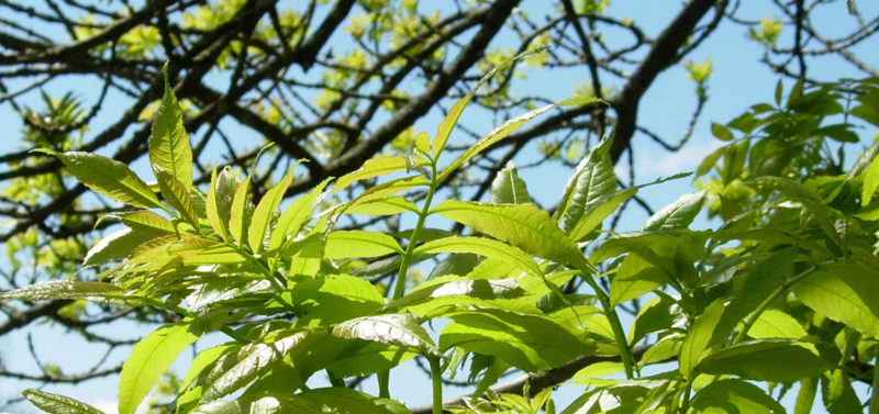 Baumkreis Esche Blätter - Frühling